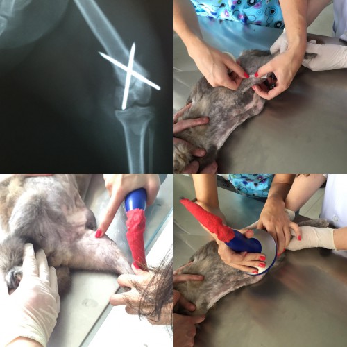 Ondas de choque para acelerar a calcificação de fratura distal de fêmur em uma gata